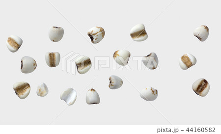 millet on gray color background and clipping path. 44160582