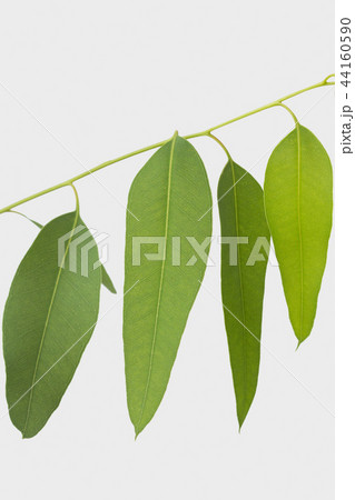 eucalyptus isolated on gray background 44160590