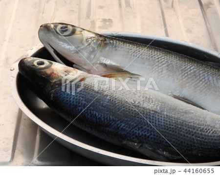 Raw milkfish. Nutritious fish dish in Taiwan. Raw milkfish. Nutritious fish dish in Taiwan. 44160655