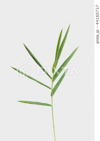 bamboo isolated on gray background bamboo isolated on gray background 44160737