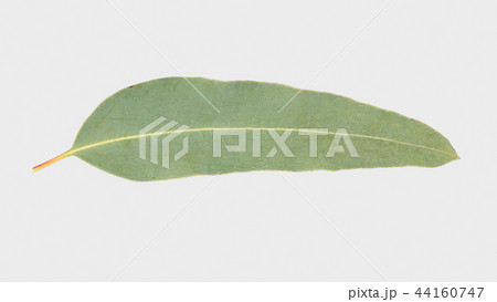 eucalyptus isolated on gray background eucalyptus isolated on gray background 44160747