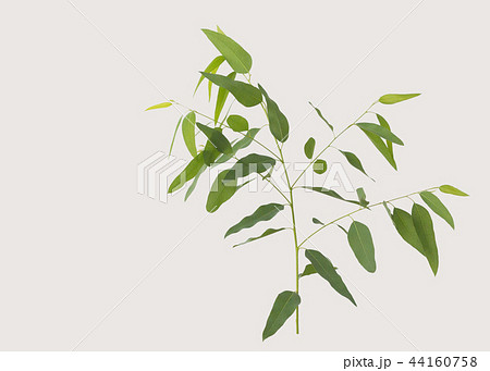 eucalyptus isolated on gray background eucalyptus isolated on gray background 44160758