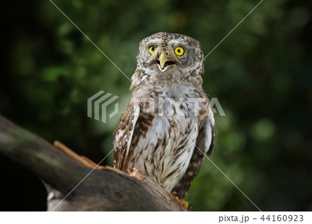 Beautiful little owl in the forest Beautiful little owl in the forest 44160923