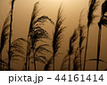 すすき　逆光　シルエット 44161414