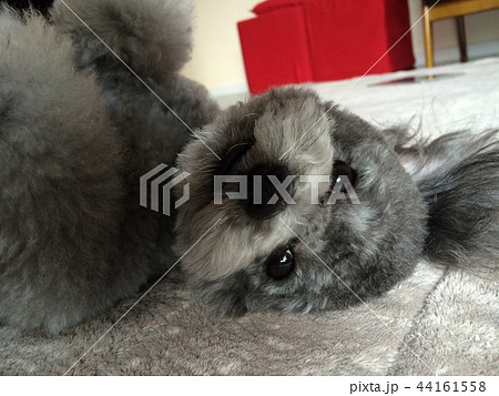 トイプードル寝そべる 44161558