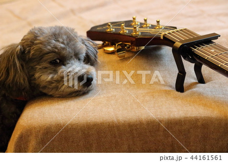 退屈なトイプードル 44161561