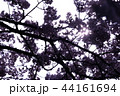 桜　逆光　光条 44161694