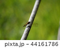 シオカラトンボ 44161786