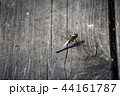 シオカラトンボ 44161787