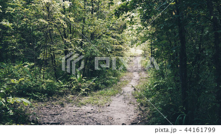 walkway in mysterious forest. color effect dark walkway in mysterious forest. color effect dark 44161799