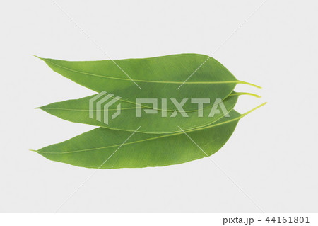 eucalyptus isolated on gray background eucalyptus isolated on gray background 44161801