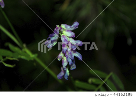 Flower Mouse peas curls on the fence. Bright purple flowers. Summer garden. 44162199
