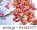 紅葉と空 44162477