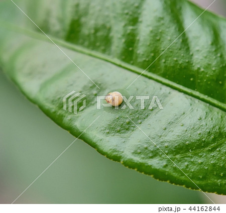ナミアゲハの孵化 卵から頭を出したところ キンカン の写真素材