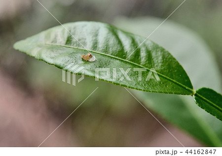 ナミアゲハの孵化（卵の殻を食べているところ。キンカン） 44162847
