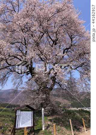 わに塚の桜 44162917