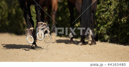 The horse runs on the sandy road 44163480