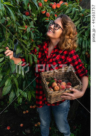 woman pick up peaches woman pick up peaches 44163757
