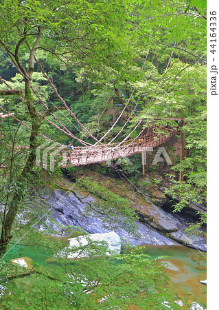 新緑の祖谷のかずら橋 新緑の祖谷のかずら橋 44164336