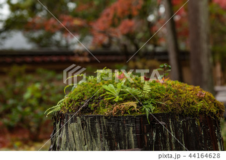 日本京都の紅葉と庭園 日本京都の紅葉と庭園 44164628