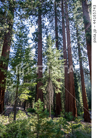 Giant sequoias at Yosemite National Park 44165743