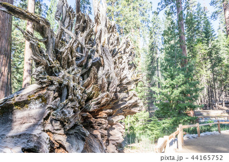 Roots of the Fallen giant at Mariposa grove Roots of the Fallen giant at Mariposa grove 44165752