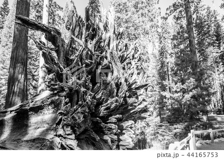 Roots of the Fallen giant at Mariposa grove 44165753