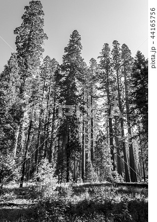 Giant sequoias at Yosemite National Park 44165756