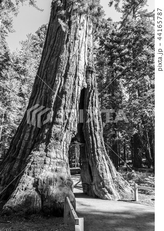 California tunnel tree at Mariposa grove California tunnel tree at Mariposa grove 44165787