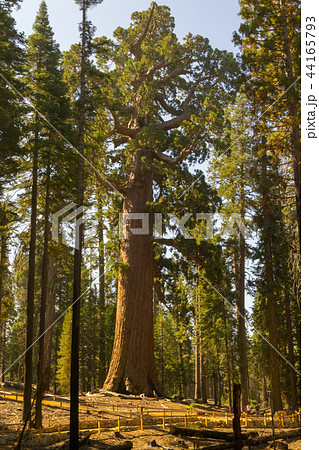Grizzly giant is one of the biggest trees Grizzly giant is one of the biggest trees 44165793
