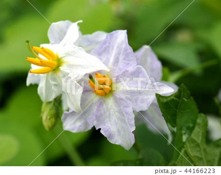 イヌホウズキの花 イヌホウズキの花 44166223