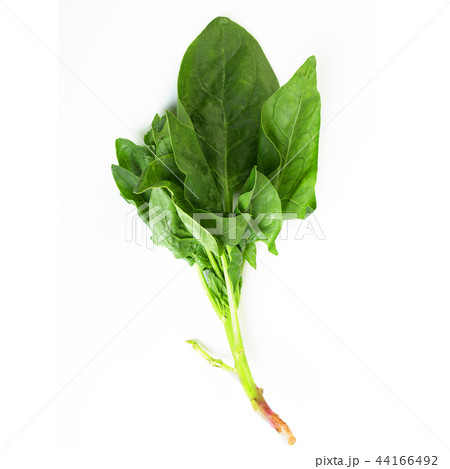 spinach leaves 44166492