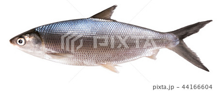 Fish Fish 44166604