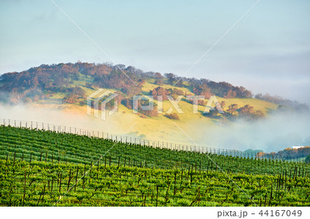 Vineyards in California, USA 44167049