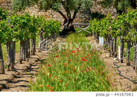 Vineyards with castle in California Vineyards with castle in California 44167061