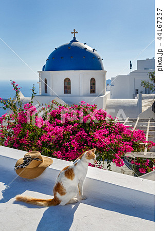 Cat on the island of Santorini Cat on the island of Santorini 44167257