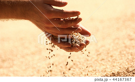 Grain wheat on man hands. 44167367