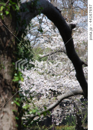 Inokashira Park Cherry Blossoms 44167697