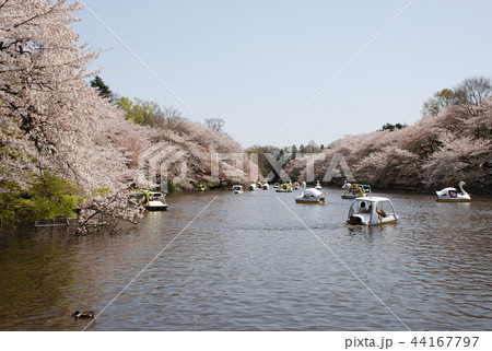 Cherry blossoms at Inokashira Park Cherry blossoms at Inokashira Park 44167797