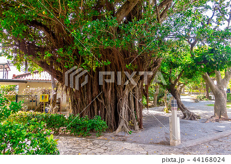「ひめゆりの塔」のガジュマル 44168024
