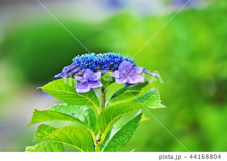 青と赤いアジサイの花の写真素材