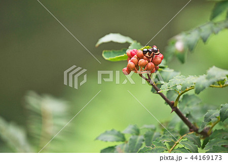 赤いサンショウの実の写真素材