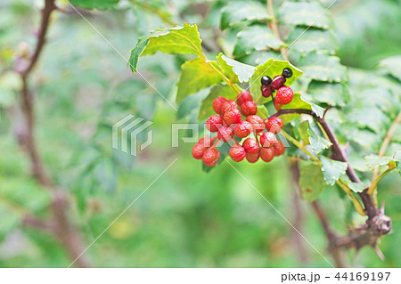 赤いサンショウの実 44169197