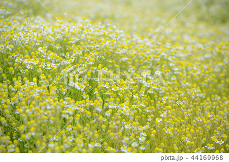 自然 風景 花 44169968