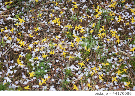 自然 風景 花 44170086