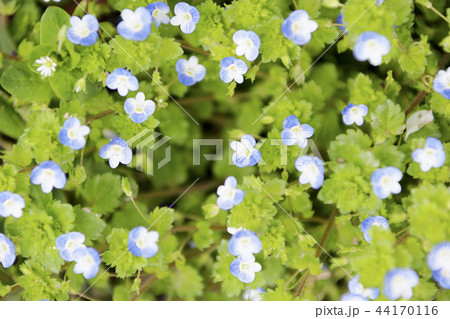 自然 風景 花 44170116