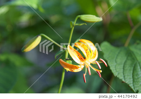 自然 風景 植物 44170492
