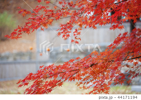 忠南 韓国 屋外 44171194