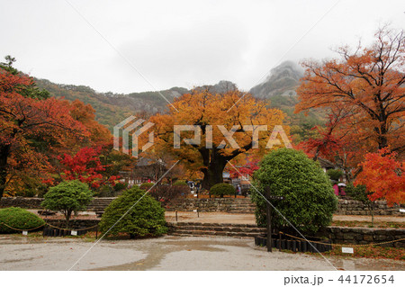 全北 韓国 屋外 44172654