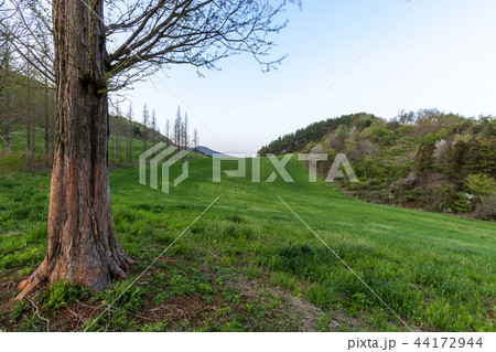 韓国 牧場 西山牧場 44172944